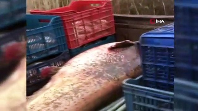 Dev yayın balığını görüntülemek için birbirleriyle yarıştılar