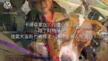 CollectionVideo-petmao_curation-PetsMaoParser-2020/01/06-09:30