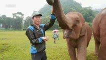 [HOT] hand over food directly to an elephant, 창사특집 다큐멘터리 휴머니멀 20200106