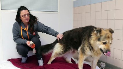 Traînée derrière une voiture, Cheyenne est remise de ses blessures