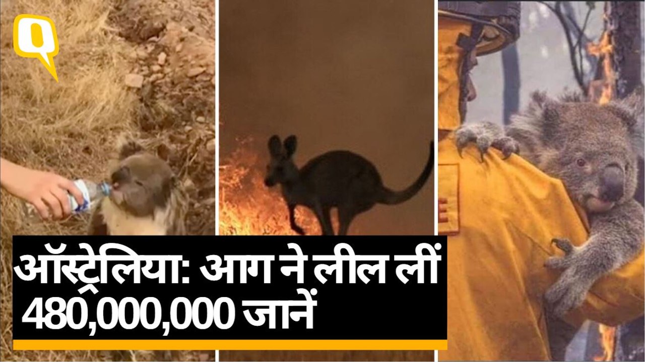 Australia Fire Crisis: जंगल में आग से 48 करोड़...