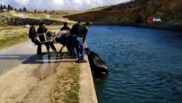 Sulama kanalına düşen ineği itfaiye ekipleri kurtardı