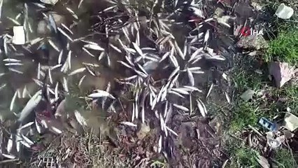 Telef olan balıklardan geriye kalanları çeşme oluğunda besliyorlar