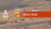 Dakar 2020 - Étape 2 / Stage 2 - Wildlife Racing