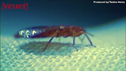 Bed Bugs Found in a Pennsylvania Walmart