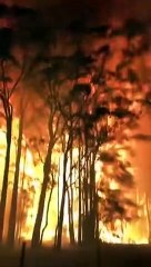 Le feu se propage à une vitesse phénoménale en Australie