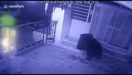 Huge sloth bear filmed climbing over neighbourhood gate in north India