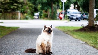 Cat With Hair