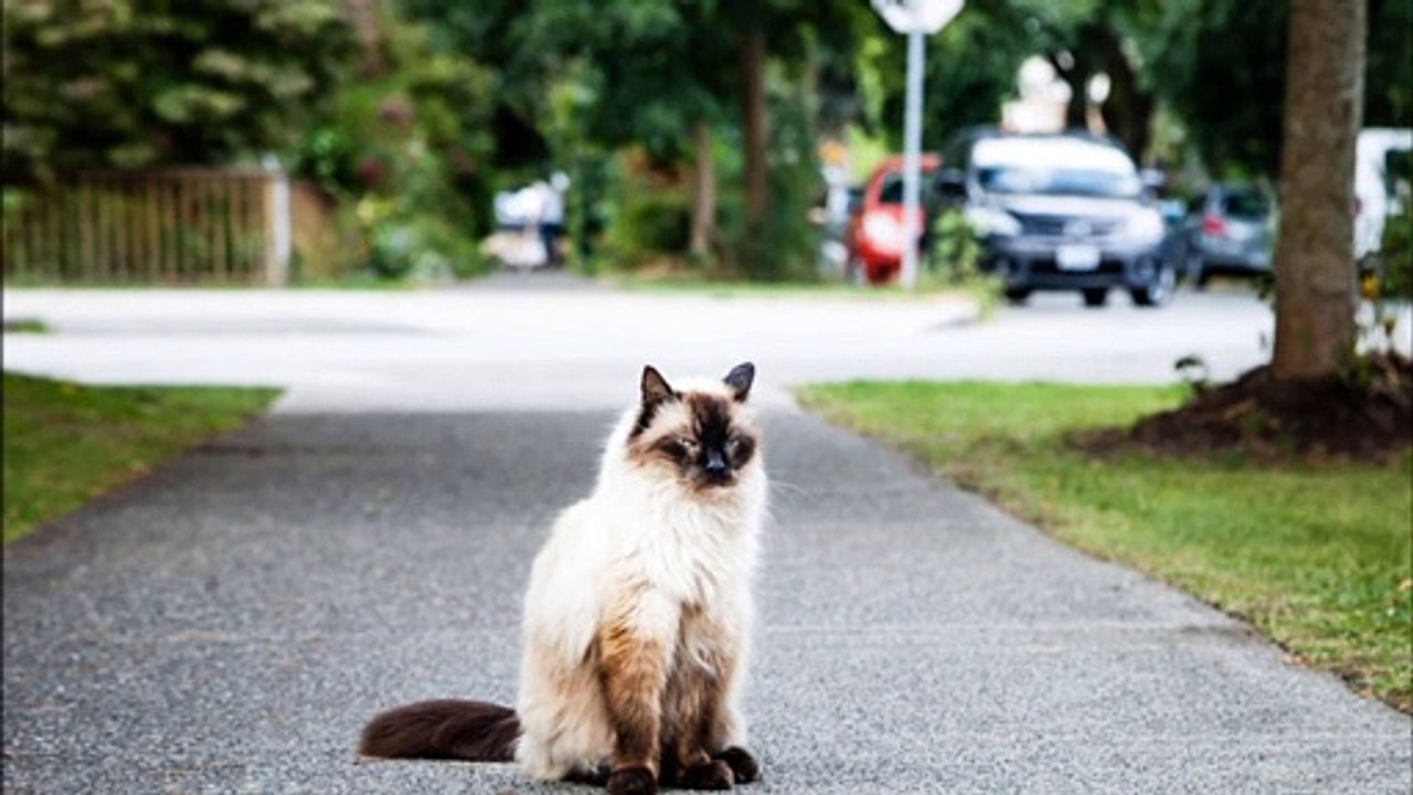 Cat With Hair