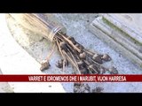 VARRET E IDROMENOS DHE I MARUBIT, VIJON HARRESA