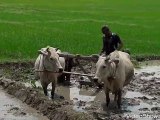 Traditional Paddy cultivation process in tharu community of Nepal