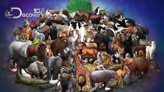 amazing developments and amazing facts about pet animals and master relations | urdu discovery -  2020 - 1