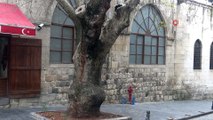 250 Yıllık Tarihi Çınar Ağacı Akcurun Caddesine Renk Katıyor
