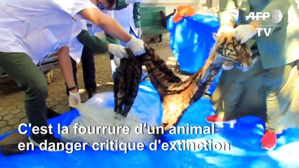 Indonésie: un homme arrêté en tentant de vendre la peau d'un tigre de Sumatra