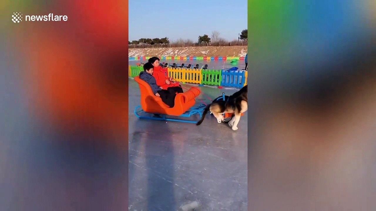 Electric 'dog' sled with fake Alaskan Malamutes spotted in China