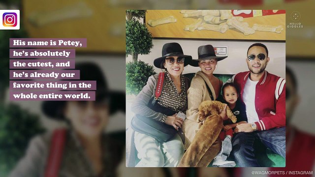 Chrissy Teigen and John Legend’s new puppy is already our favorite thing in the world