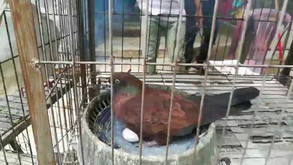 আজকের কবুতর হাটের ভিডিও প্রতিবেদন  ৩/১/২০২০ইং।