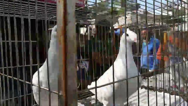 Amazing Pigeons Market Video Dhaka Bangladesh