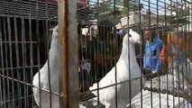 Amazing Pigeons Market Video Dhaka Bangladesh