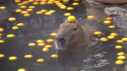 Ce Capybara va bien faire rire tout le zoo... regardez pourquoi