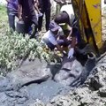 Intervention périlleuse pour sauver un éléphant piégé dans la boue