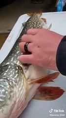 Download Video: Ces pêcheurs vont trouver quelque chose d'incroyable dans le ventre de ce brochet