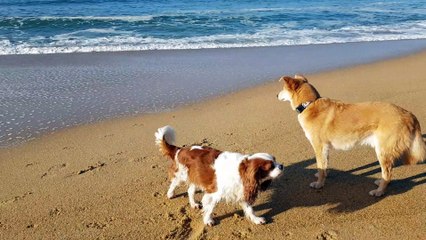 les poilus à la plage janvier 20