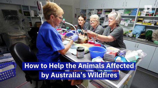 How to Help the Animals Affected by Australia’s Wildfires