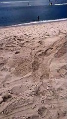 Beach Doggo Chills in the Sand