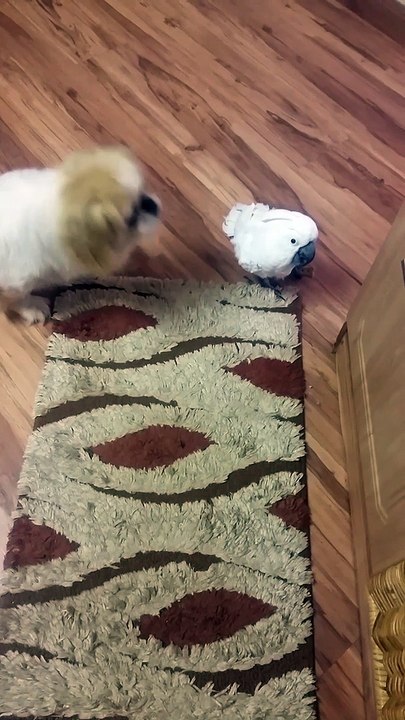 Parrot Teases Pouting Pooch