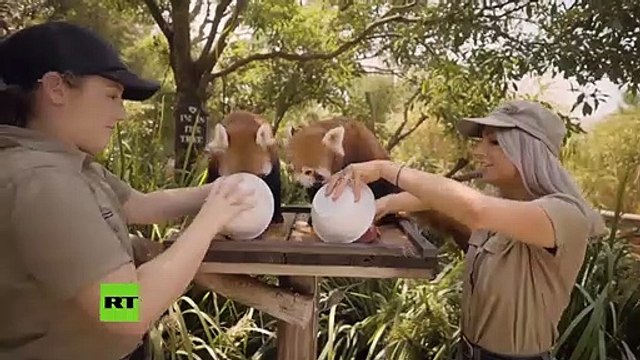 Zoologicos de Sidney, Australia dan a los animales comidas heladas por las altas temperaturas que han llegado a 45 grados