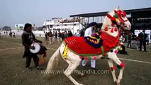 Horse dancing to the rhythm of dhol