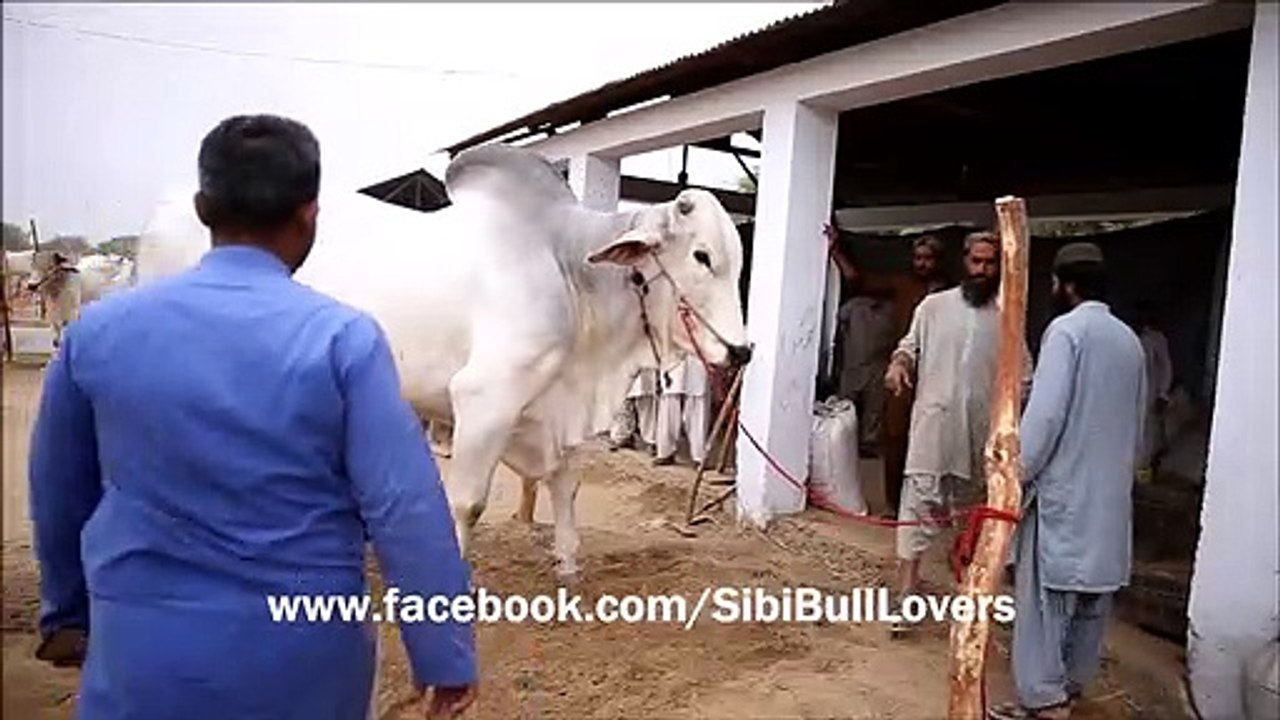 Big Cow Bol Fighter