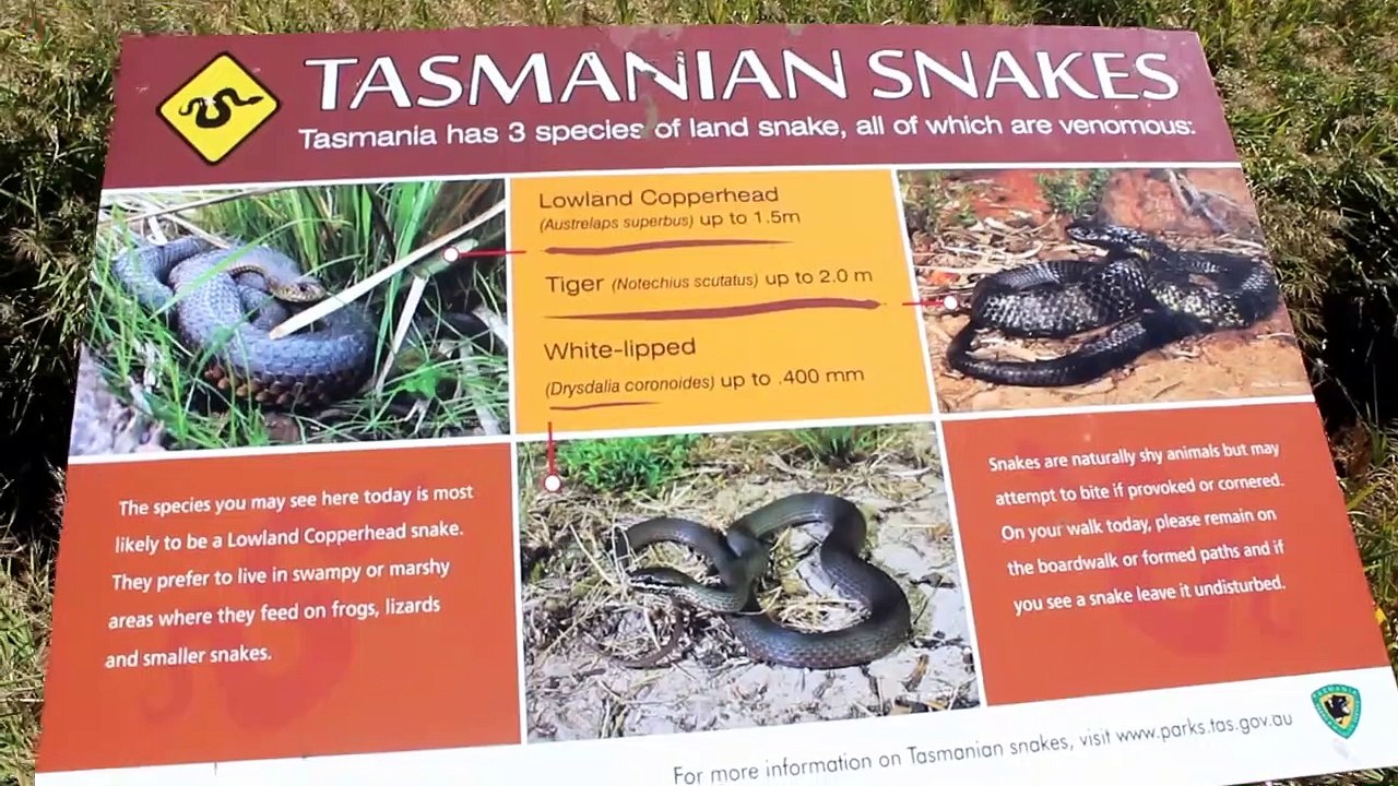 TASMANIA, Tamar island wetland centre Tasmania Australia