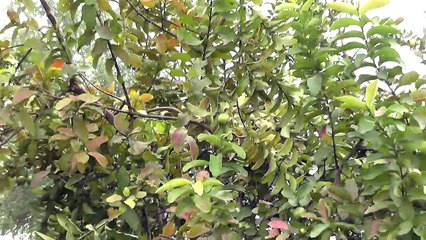 Taza Amrood Vlogs in Village