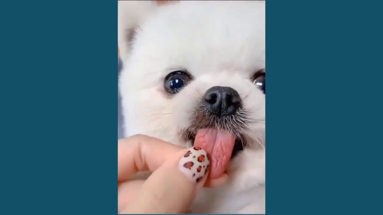 FUNNY_CAT_AND_DOG_VIDEO_TRENDY_VIDEO_2020