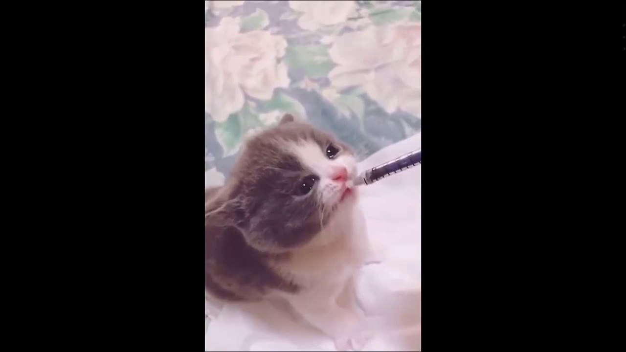 CUTE_AND_NAUGHTY_CATS_HAVING_FUN