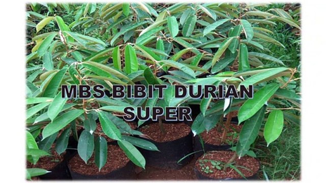 GROSIR, WA 0812-2707-5809, Benih Durian Apm Sulawesi Selatan