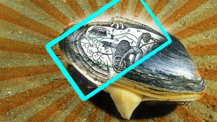 Clams have a retractable foot inside their shells