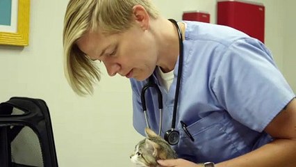 Animal Wellness Center Oak Creek: Testimonial - Julie