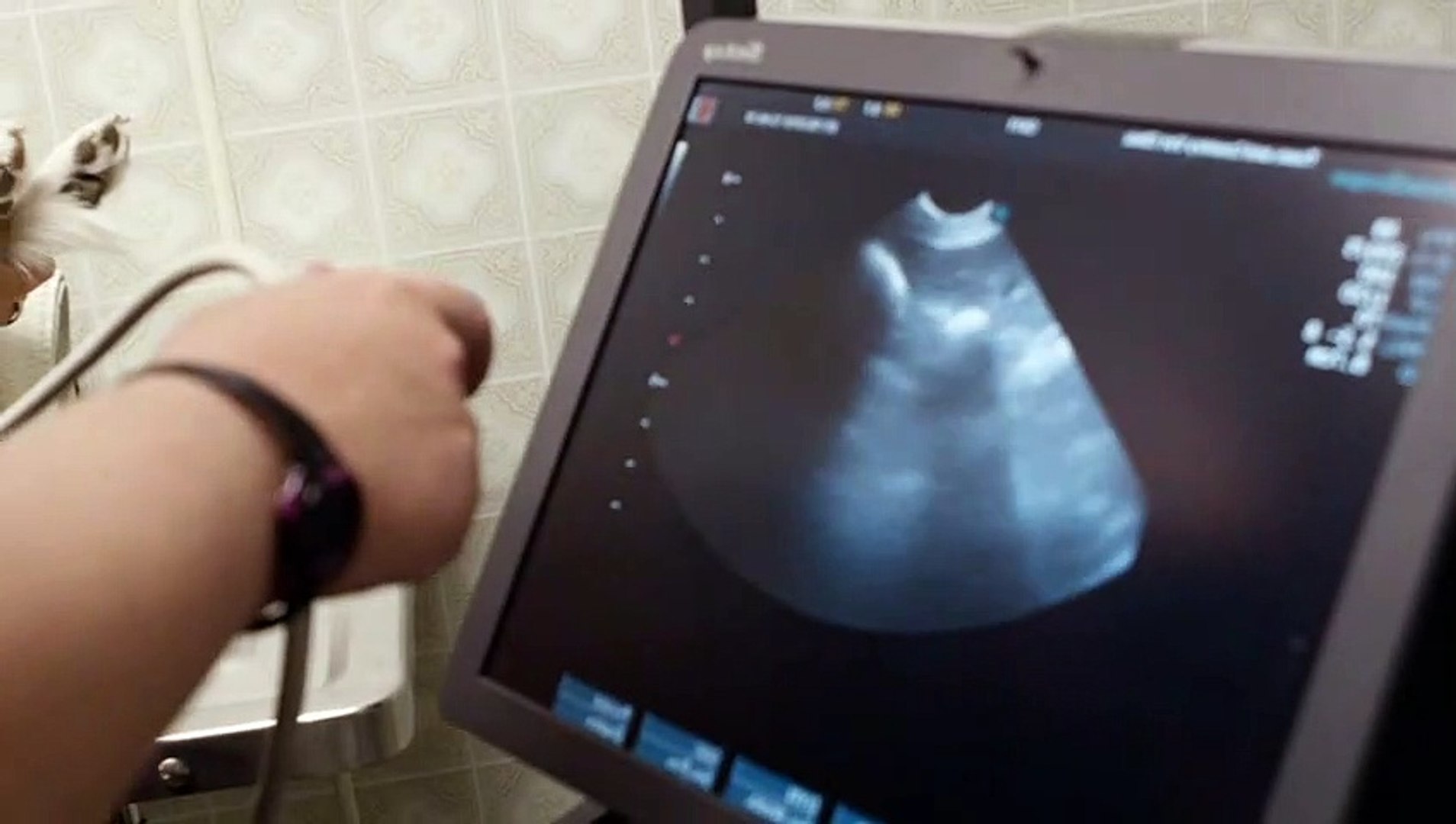 ⁣Animal Wellness Center: Veterinary Ultrasound