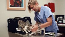 Animal Wellness Center: Veterinary Spinal Manipulation Therapy (VSMT)