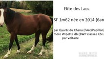 Elite des Lacs 1er sauts montés