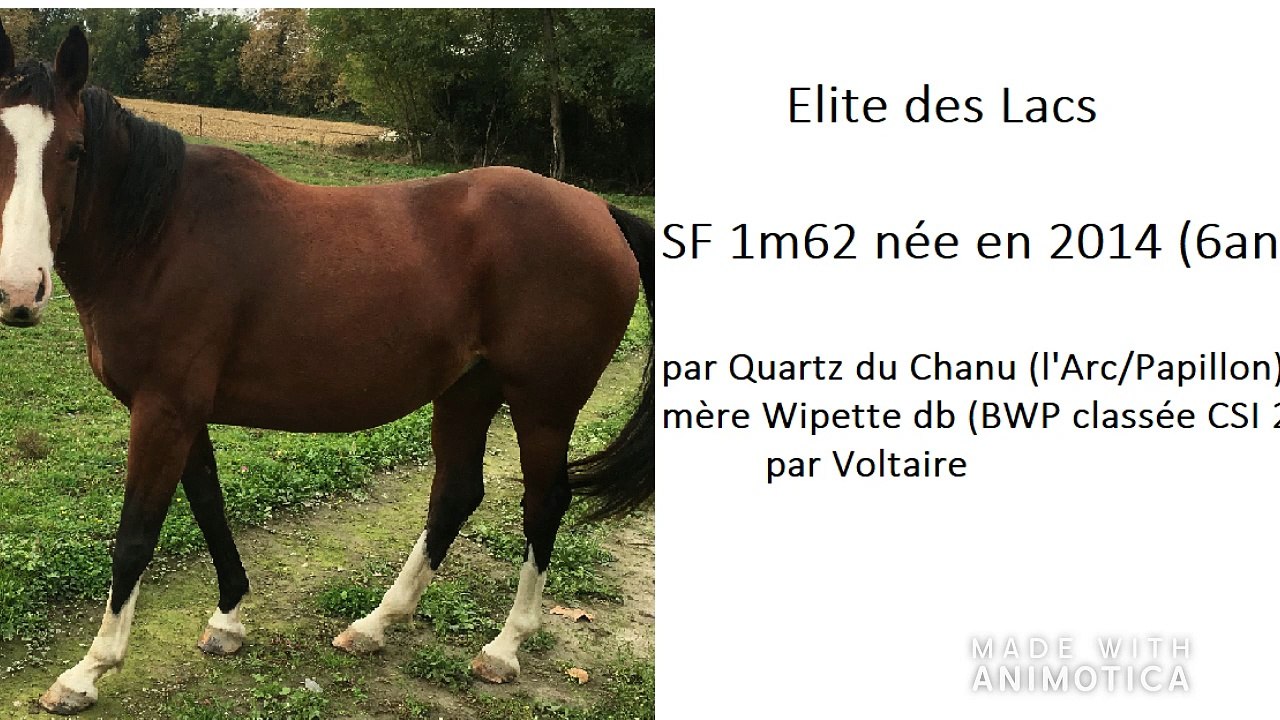 Elite des Lacs 1er sauts montés