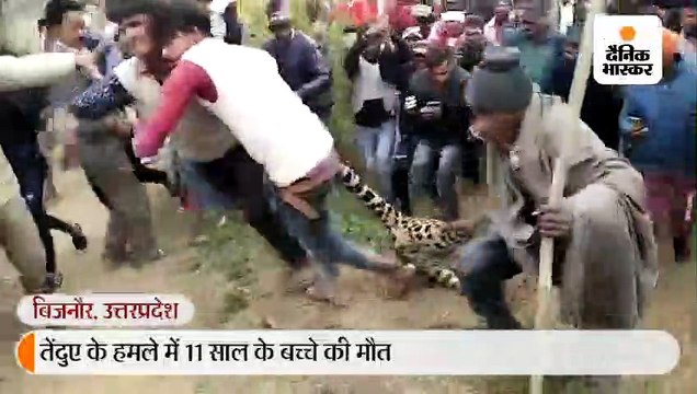 तेंदुए ने 11 साल के बच्चे पर हमला किया, मौत; नाराज ग्रामीणों ने डीएम के सामने गोली मारकर तेंदुए को मार डाला