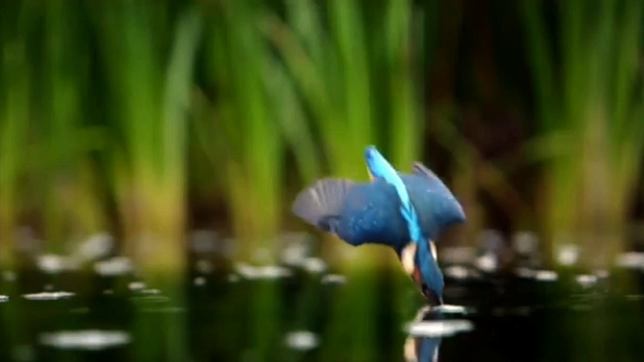 Bird activity