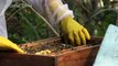 China's beekeeper creates online buzz with video-sharing apps