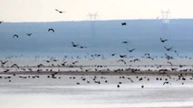 Yağışlar kuruyan Seyfe Gölü Kuş Cenneti'ne hayat verdi