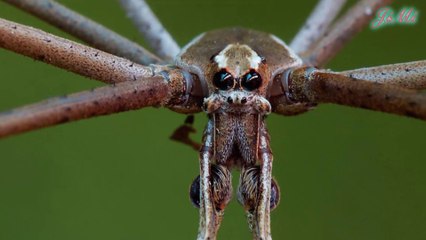 Nhện Lưới Đúc - Loài Nhện Biế Đan  Vợt Lưới Để Chụp Con Mồi