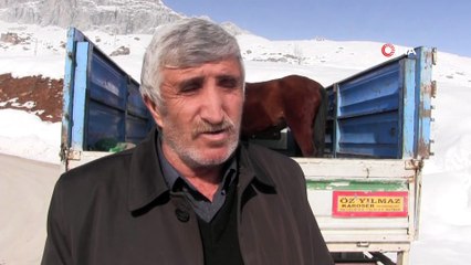 Yazın kullanılıp kışın ölüme terkedilen sahipsiz atlara vatandaşlar sahip çıktı